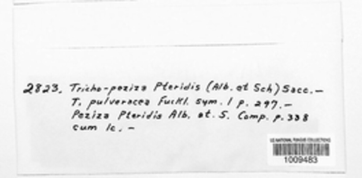 Trichopeziza pteridis image